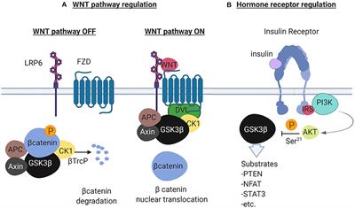 The Role of <mark class="highlighted">GSK3β</mark> in T Lymphocytes in the Tumor Microenvironment